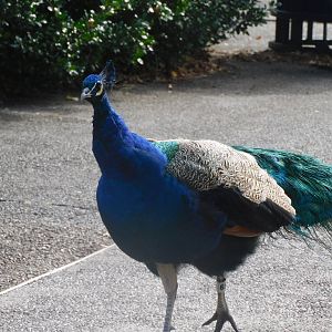 Peacock