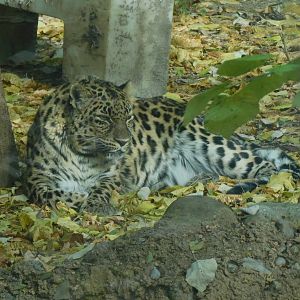 Amur leopard