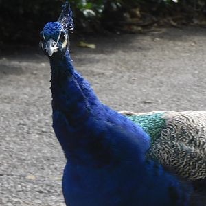 Peacock