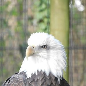 Bald eagle