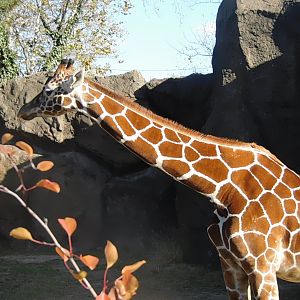 Reticulated giraffe