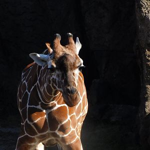Reticulated giraffe