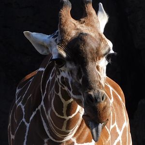Reticulated giraffe
