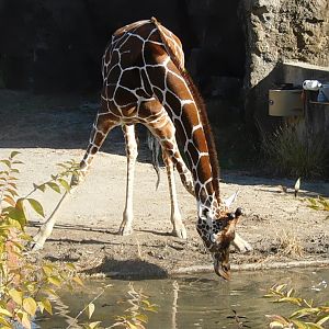 Reticulated giraffe
