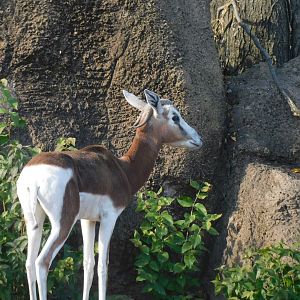 Mhor gazelle