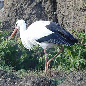 White stork
