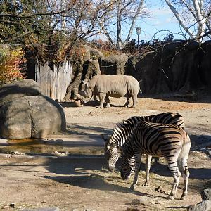 White rhino and zebras