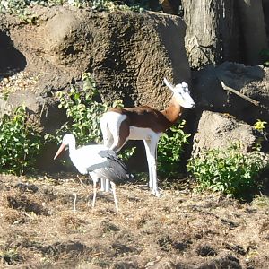 White stork and mhor gazelle