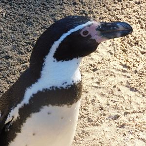 humboldt penguin