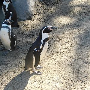 humboldt penguin