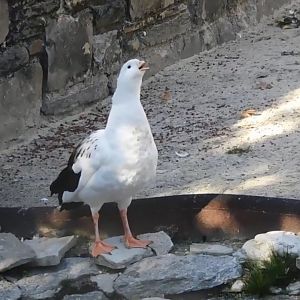 Andean goose
