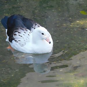 Andean goose