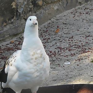 Andean goose