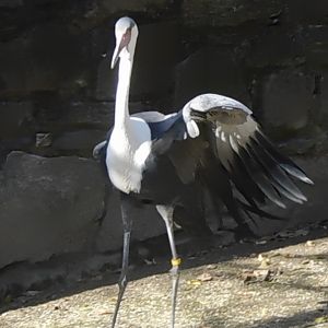 Wattled crane