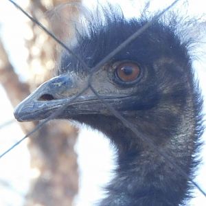 Emu