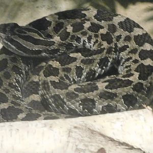 eastern massasauga