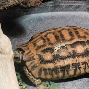 Spider tortoise