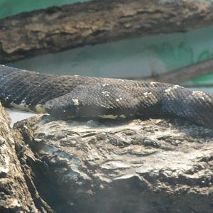 solomon island tree boa