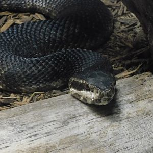 Cottonmouth
