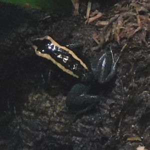 Golfodulcean poison frog