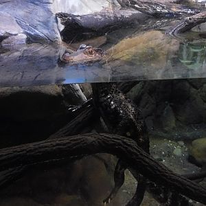 Cuvier's Dwarf Caiman