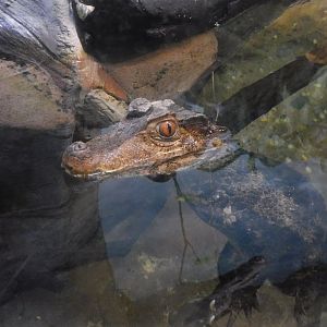 Cuvier's Dwarf Caiman