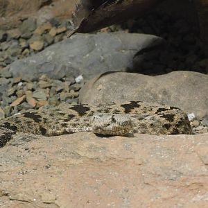 banded rock rattlesnake