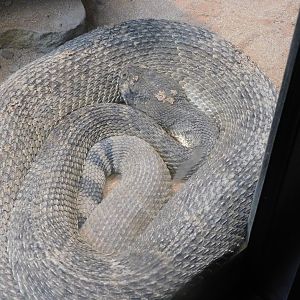 Diamond back rattle snake