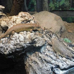 Hosmer's skink