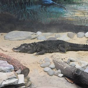 West African dwarf crocodile