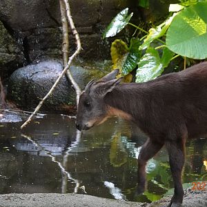 Taiwan Serow (Capricornis swinhoei)
