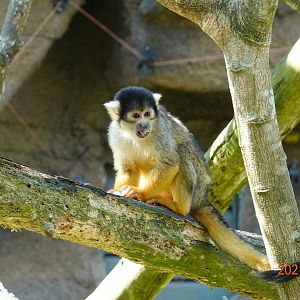 Bolivian Squirrel Monkey (Saimiri boliviensis boliviensis)