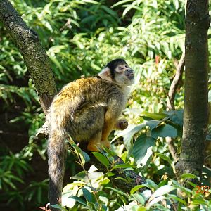 Bolivian Squirrel Monkey (Saimiri boliviensis boliviensis)