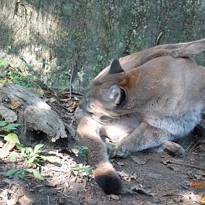 Puma (Puma concolor)