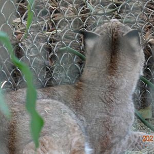 Eurasian Lynx (Lynx lynx)