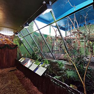 "Vårt afrika" - Guereza indoors