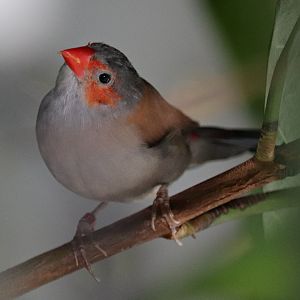 Orange-cheeked waxbill (Estrilda melpoda)
