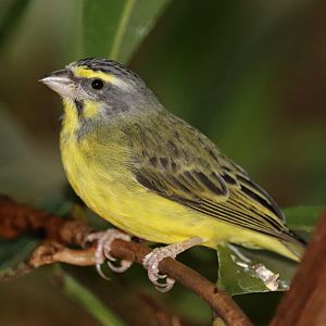 Yellow-fronted canary (Crithagra mozambica)