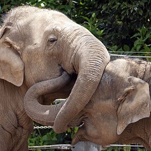 Asian elephants 'Luk Chai' and 'Mali'