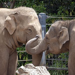 Asian elephants 'Luk Chai' and 'Mali'