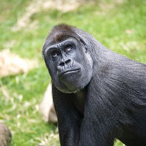 Western gorilla 'Kimya'