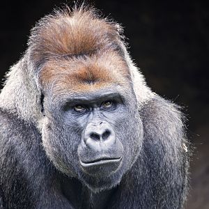 Western gorilla 'Otana'