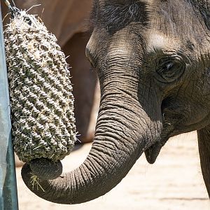 Asian elephant 'Mali'
