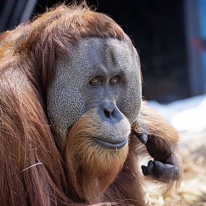 Sumatran orangutan 'Malu'