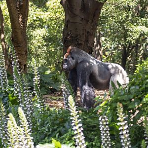 Western gorilla 'Otana'