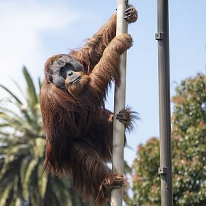 Sumatran orangutan 'Malu'