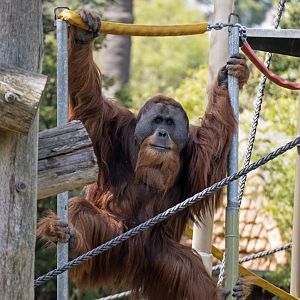 Sumatran orangutan 'Malu'