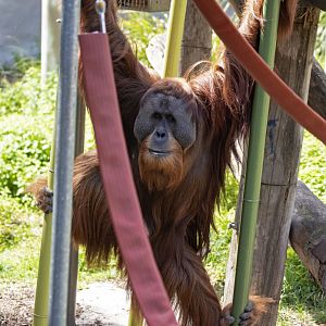 Sumatran orangutan 'Malu'