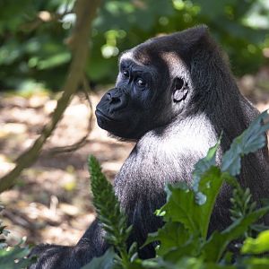 Western gorilla 'Kimya'