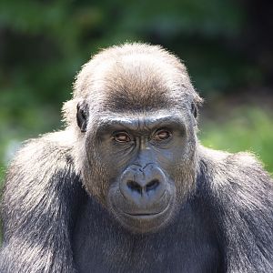 Western gorilla 'Kanzi'